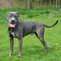 Un impressionnant dogue des Canaries, catégorie 2, se tient fièrement sur une pelouse verte parsemée de pissenlits.