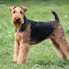 Un élégant welsh terrier au pelage noir et feu se tient fièrement sur l'herbe verte.