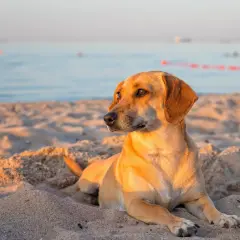 Un chien brun se repose sur le sable chaud, profitant d'une journée sur les plages autorisées aux chiens dans le Var.