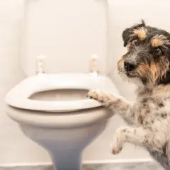 Un chien curieux pose une patte sur la lunette des toilettes, comme pour demander : pourquoi mon chien me suit aux toilettes ?