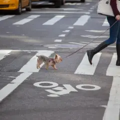 Un petit chien traverse la rue à New York, tenu en laisse par sa propriétaire.