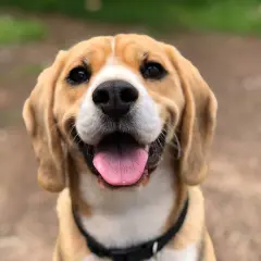 Un adorable beagle sourit, sa langue rose pendante. Il fait du bruit avec sa langue, un signe de bonheur et de chaleur.
