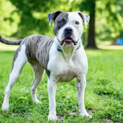Un bouledogue américain au pelage tigré et blanc, au regard vif, se tient fièrement dans un parc verdoyant.