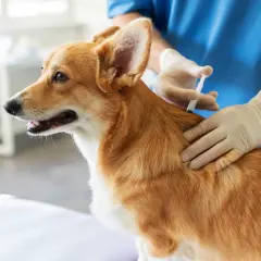 Un vétérinaire administre des vaccins chien à un adorable corgi roux.