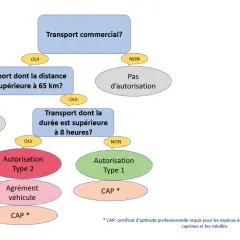 Organigramme déterminant les autorisations nécessaires pour le fret animaux, selon la distance et la durée du transport.