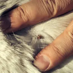 Gros plan d'une tique sur le pelage d'un chien, montrant l'importance d'un traitement rapide.