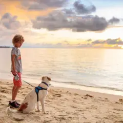Un garçon et son chien profitent d'un coucher de soleil sur la plage de Gruissan.