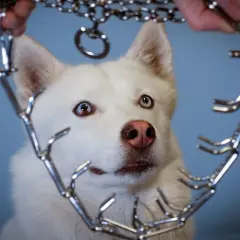 Un husky blanc aux yeux vairons regarde avec curiosité un collier étrangleur chaîne tenu par des mains.