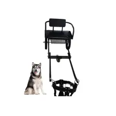 Un husky sibérien pose à côté d'un attelage pour chien, prêt pour l'aventure.