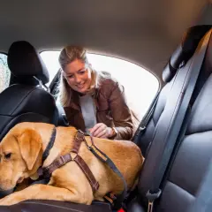 Une femme attache son chien en voiture avec un harnais de sécurité. Le chien est assis sur la banquette arrière en cuir.