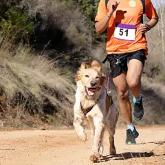 Un homme et son chien participent à une course de canicross. Le chien, plein d'entrain, court à côté de son maître sur un sentier poussiéreux.