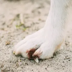 Pied blanc d'un chien sur le sable, montrant une griffe cassée sans saignement visible.