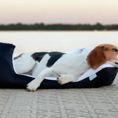 Un chien beagle se repose sur un coussin ovale bleu marine, profitant d'une vue paisible sur l'eau au coucher du soleil.