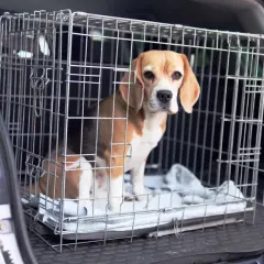 Un beagle dans sa cage, prêt à monter en voiture. Une astuce pour faire monter un chien dans une voiture est de rendre la cage accueillante.