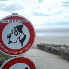 Panneau "Même tenus en laisse" sur une plage accessible aux chiens, du 1er juin au 30 septembre.