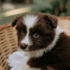 Adorable chiot brun et blanc dans un panier douillet, prêt pour sa couche pour chiot.