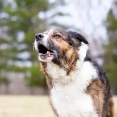 Gros plan d'un chien qui aboie, la gueule ouverte, avec un pelage brun, noir et blanc.