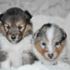 Deux adorables chiots Sheltie, parfaits pour la socialisation chiot, aux yeux bleus pétillants et au pelage doux, posent ensemble sur un fond blanc.