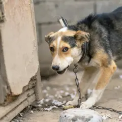 Un chien au pelage tricolore est attaché par une chaîne d'attache pour chien à une niche délabrée.