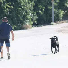 Un homme portant un sac de courses se promène avec son brégançon chien noir sur un chemin ensoleillé.