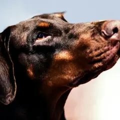 Profil d'un dobermann marron clair, le regard intense et le museau levé, prêt à l'action.