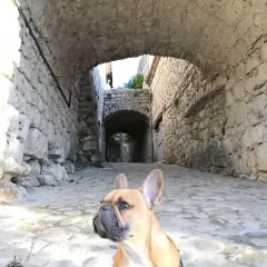 Un bouledogue français explore une ruelle pavée en pierre en Ardèche, sous une arche de pierre.