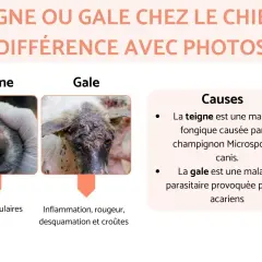Comparaison visuelle de la teigne et de la gale chez le chien. La teigne montre des lésions circulaires, la gale une inflammation et des croûtes.