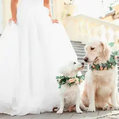 Deux chiens, un grand doré et un petit blanc, portent des couronnes de fleurs. Ils sont assis près de la robe d'une mariée, prêts pour leur rôle dans le mariage.