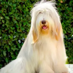 Un adorable bearded collie au pelage long et clair, la tête cachée par ses longs poils, sourit à l'extérieur.