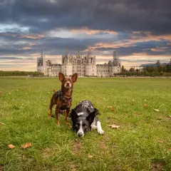 Deux chiens profitent d'une promenade dans le parc du château de Chambord, sous un ciel dramatique.