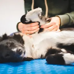 Un chien noir et blanc se repose sur le dos, recevant un massage relaxant des pattes.