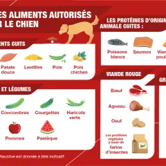 Guide pour cuisiner pour son chien : féculents, fruits, légumes, viandes et poissons autorisés.
