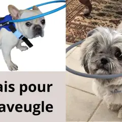 Un harnais pour petit chien aveugle, avec un anneau protecteur autour de la tête pour éviter les chocs.