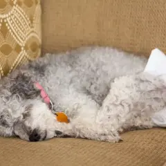 Chienne endormie sur un canapé, portant une couche pour chienne.