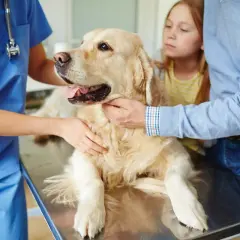 Un vétérinaire examine un golden retriever, inquiets, un enfant et un homme observent. Le chien pourrait avoir la toux du chenil.