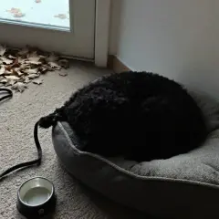 Un chien noir dort sur son coussin, prêt à partir en pension. Avis sur la garde de chien.