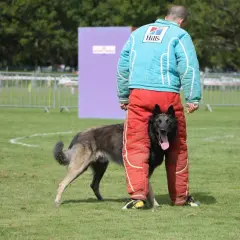Entraînement de chien de protection. Le chien, dont le mordant est interdit, joue avec son maître en tenue de protection.