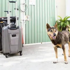 Un chien attend patiemment près des valises, prêt pour un voyage en Suisse.
