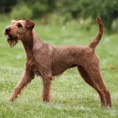 Un **irish terrier** roux, au poil dru, se tient fièrement sur une pelouse verte, la queue dressée, prêt pour l'aventure.