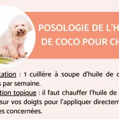 Un chien blanc à côté de noix de coco et d'huile. L'image aborde la posologie de l'huile de coco pour chien, mentionnant son utilisation alimentaire et topique, et les dangers potentiels si mal utilisée.