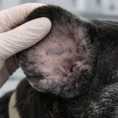 Main d'un vétérinaire examinant l'oreille d'un chien, où l'on peut voir des marques ressemblant à un numéro d'identification chien exemple.