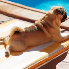 Un carlin se prélasse au soleil sur une chaise longue rayée, près d'une piscine. Un logement qui accepte les chiens, parfait pour des vacances relaxantes.