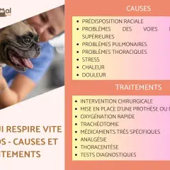 Un bouledogue français, un chien qui respire vite en dormant, est examiné par un vétérinaire. La page liste les causes et traitements.