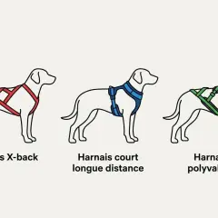 Trois chiens illustrés portent des harnais différents : X-back rouge, court longue distance bleu, et polyvalent vert. Idéal pour le canicross.