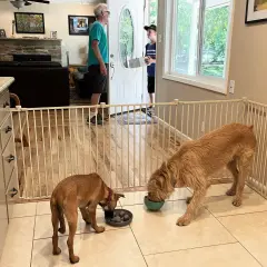 Deux chiens mangent dans des bols, séparés par une barrière à chien. Un homme et un garçon se tiennent près de la porte d'entrée.