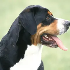 Profil d'un bouvier suisse, langue sortie, prêt pour une aventure en plein air.