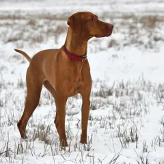 Un élégant braque hongrois, au pelage roux, se tient fièrement dans un champ enneigé, prêt pour une aventure hivernale.