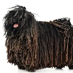 Un chien au pelage unique, ressemblant à des dreadlocks, se tient fièrement. Sa langue rose dépasse légèrement, ajoutant une touche de personnalité à son look distinctif.