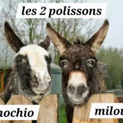 Deux ânes, Pinocchio et Milou, profitent d'un week-end nature. Ces deux polissons curieux regardent par-dessus une clôture en bois.