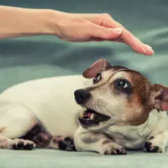 Main d'une personne caresse un chien Jack Russell qui montre les dents, un chien agressif qui semble effrayé.